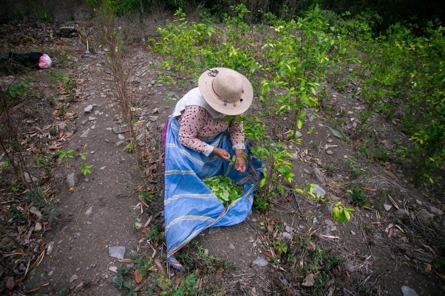 woman wearing hat collects cocoa leaves from plant
